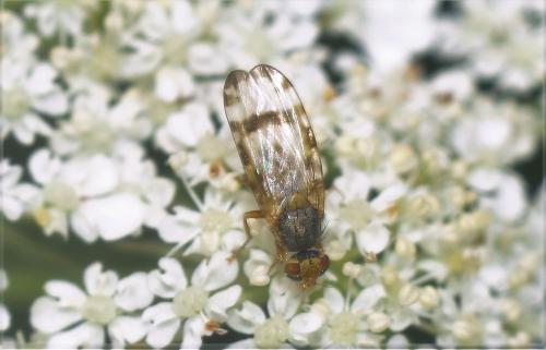 Sphenella marginata